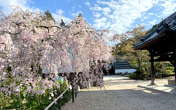 寺院紹介